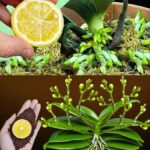 Il suffit de planter des clous de girofle dans un citron ! Une astuce qui change la vie 🍋🌿✨
