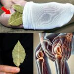 Viser des hortensias plus fournis ? Essayez cette astuce de jardinier pour garantir des fleurs pendant des années à venir