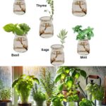 Plongée dans le Monde de l’Hydroponie d’Intérieur : Guide Complet des Meilleures Plantes Aquatiques pour Votre Maison