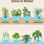 Plongez dans les Herbes Hydroponiques : 7 Merveilles Aromatiques à Cultiver dans l’Eau