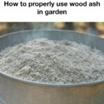 Comment Cultiver le Plus Gros Chou-Fleur dans un Pot : Guide étape par étape