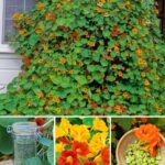 Cendre de Bois en Jardinage : Une Ressource Précieuse Souvent Négligée