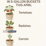 Plantes pour Chaque Taille de Pot : Un Guide Complet pour Cultiver des Légumes et des Herbes en Pot
