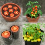 6 Plantes d’intérieur à avoir absolument chez soi : Purifiez l’air et prospérez avec peu de lumière