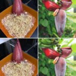 Vous aurez des tonnes de fraises juteuses si vous suivez ce guide