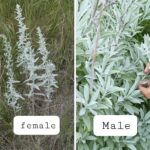 Comment faire pousser des hortensias à partir de boutures : guide complet pour une propagation réussie
