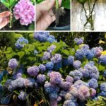 Méthode incroyable pour faire pousser un pommier à la maison à partir du fruit : la meilleure méthode de plantation à domicile