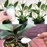 Comment Obtenir un Pilea Peperomioides (Plante à Monnaie Chinoise) Plus Touffu : Guide Complet et Techniques Avancées