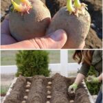 Si votre basilic a des fleurs au bout des tiges, ne les jetez surtout pas : la plupart des gens ignorent à quel point elles sont précieuses