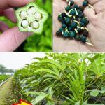 Guide complet pour cultiver l’okra en pots : astuces pour une récolte abondante