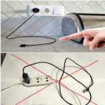 Éliminer efficacement les puces, fourmis et cafards avec ce remède maison