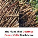 💫 Les âmes bienveillantes : Pourquoi les personnes les plus gentilles ont souvent peu d’amis