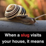 La Méthode Facile Pour Nettoyer Votre Grille en Fonte : La Graisse Disparaît Sans Effort