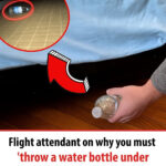 Cette Cuillère Vintage Étrange Qui Résolvait un Problème Qu’on a Complètement Oublié Avoir Eu