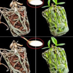 Ne jetez plus jamais les bouchons de lessive : pourquoi ces petits objets du quotidien valent de l’or une fois réutilisés intelligemment