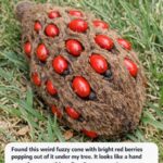 🔵 Le Nombre de Cercles Que Vous Voyez Détermine-t-il Si Vous Êtes Narcissique ?