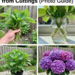 Jus de Chayote : La Boisson Naturelle Méconnue Qui Soutient la Détoxification, le Cœur, le Métabolisme et l’Équilibre du Corps