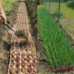 Ne jetez plus le noyau d’avocat : ce que ce cœur oublié du fruit révèle sur la nutrition, la prudence scientifique et l’art de vivre durable