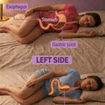 Réinventer la Pelouse : Dix Plantes Couvre-Sol qui Créent un Jardin Vivant, Fleuri et Durable Toute l’Année