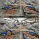 Éliminer les Fourmis Naturellement : Le Pouvoir Surprenant des Pelures de Banane pour un Habitat Sain et Écologique