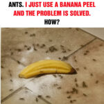 Les Micro-Rattles de Pêche : Identification, Fonctionnement et Secrets des Petits Tubes en Verre Contenant Trois Minuscules Billes