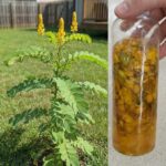 Le Test de la Tasse de Café : Ce Que Votre Choix Révèle Vraiment sur Votre Esprit, Votre Ego et Votre Façon de Penser