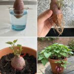 Romarin : la plante ancestrale aux pouvoirs étonnants sur la douleur, la digestion, la mémoire et l’équilibre du corps