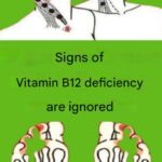 Jus de Chayote : La Boisson Naturelle Méconnue Qui Soutient la Détoxification, le Cœur, le Métabolisme et l’Équilibre du Corps