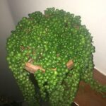 Poulet croustillant caramélisé au four : l’équilibre parfait entre texture, saveur et maîtrise culinaire à la maison