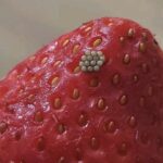 Choisir la plus longue allumette : ce test révèle la structure cachée de ton esprit, ta manière d’aimer, de penser et de te positionner dans le monde