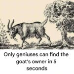 Le manioc : entre aliment vital et danger invisible, comprendre le “plus mortel au monde” pour mieux protéger sa santé et celle des populations